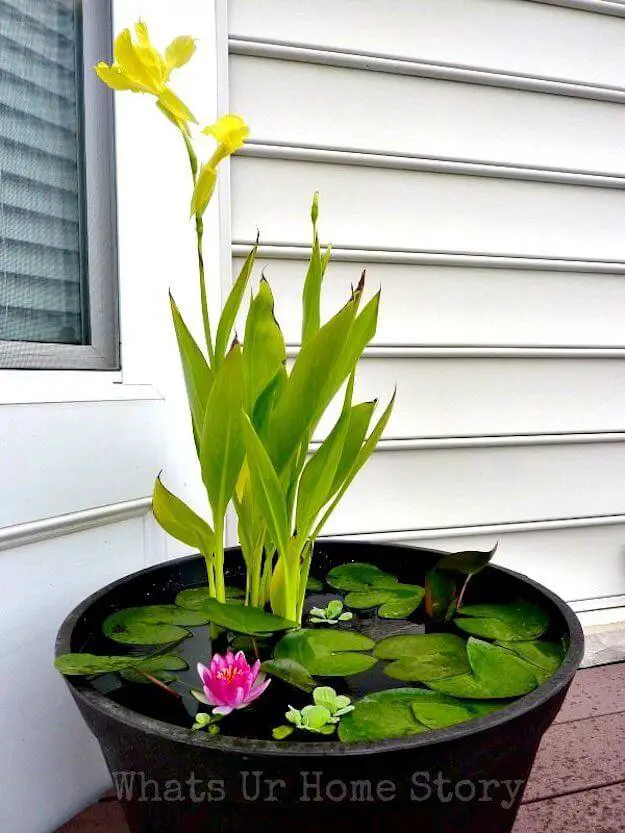 DIY Mini Pond, Backyard projects