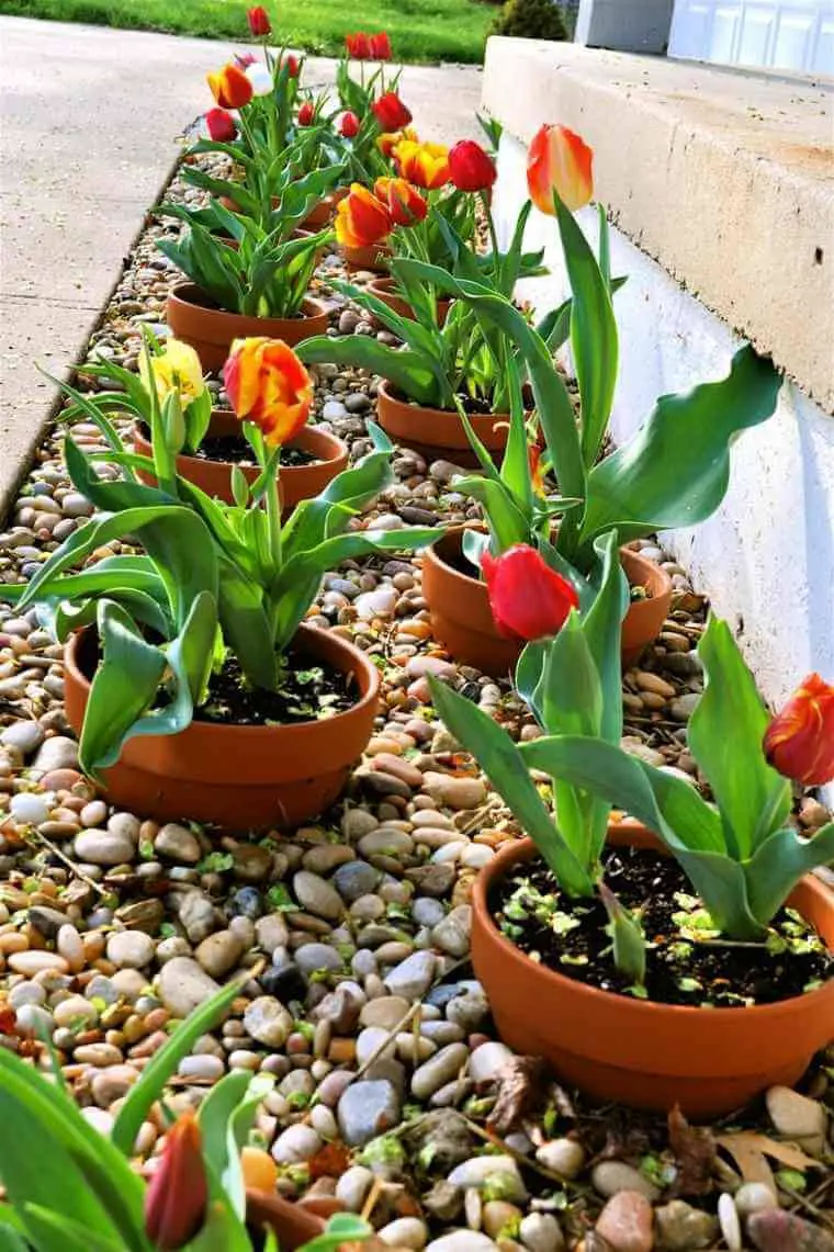 Easy Potted Border, Front Yard Landscaping Ideas and projects
