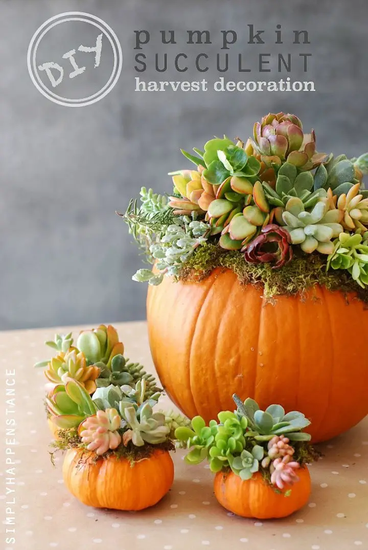 DIY Pumpkin Succulent Harvest Centerpiece